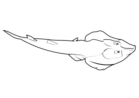 Shovelnose Guitarfish (Rhinobatos Productus) Coloring Page